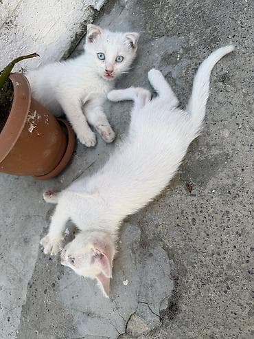 ucuz pisik: Yaxşı əllərə — 5