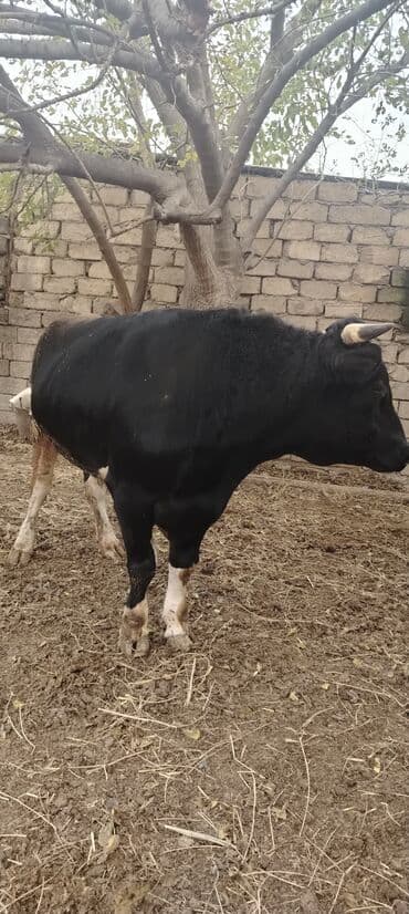 ərkəy dana: Məhsul: Qara rəngli buğa Təsvir: - Güclü, əzələli quruluş, enli döş — 2