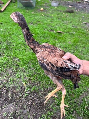 cins inekler: Курица, Для разведения — 11