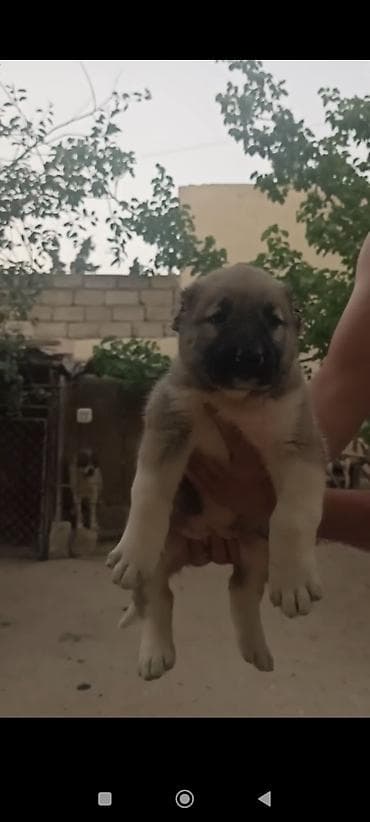 Heyvanlar: Qafqaz çoban iti, 1 ay, Erkek, Peyvəndli, Ünvandan götürmə — 3