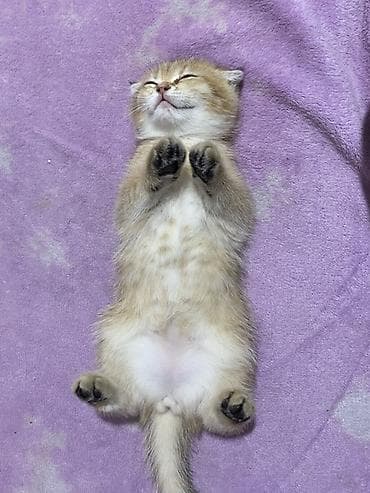 Pişiklər: Qızıl şinşilla, Dişi — 2