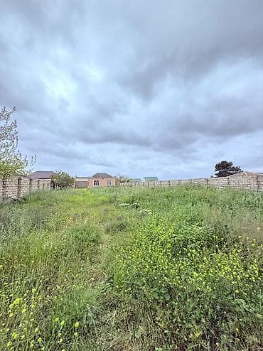 12 sot, Tikinti, Kupça (Çıxarış) — 1