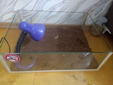 Gəmiricilər: Şüşə teraryum dəsti - Material: şəffaf qalın şüşədən akvarium tipli — 3