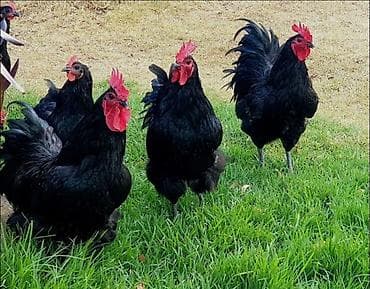 Ördəklər: Toyuq, Australorp, Damazlıq — 3