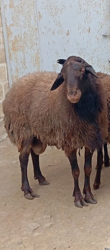 ot satılır: Salam ünvan Bakıin maştağa kendi obşi 3 baş heyvanlar 1 baş qoç 2 — 4