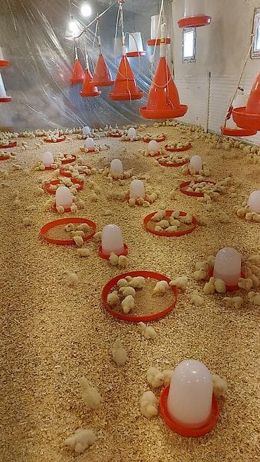 kend cuceleri: Toyuq cücələri, Ətlik, Ünvandan götürmə — 2