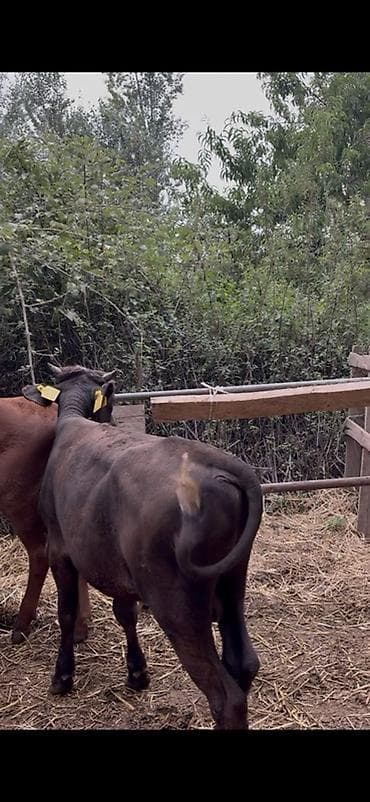 cins piwikler: 🐂 3–5 AYLIQ ERKƏK DANALAR SATILIR! 📌 28 baş erkək dana mövcuddur. 📌 — 8