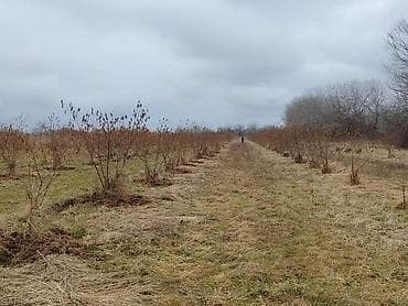 turkanda bag evi: Kənd təsərrüfatı — 7