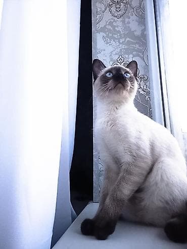 scottish pişik: Siam, Erkək, Cütləşmə üçün — 5