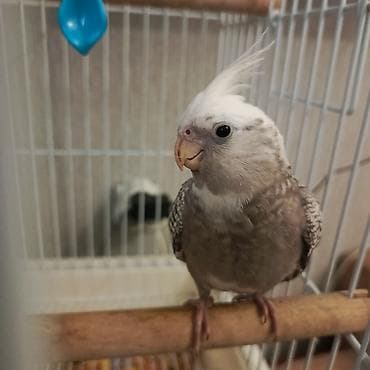 75 Azn
Yanaqsiz Korella 2 ayliq erkek lalafo.az -da 75 Azn
Yanaqsiz Korella 2 ayliq erkek