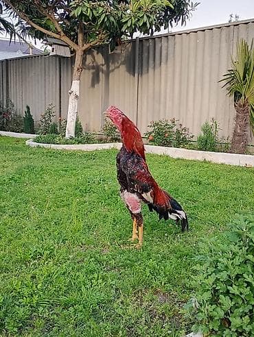 cex quşlar: Aseel (Asil) cinsli xoruz - Uzunboylu, möhkəm skeletli, güclü sinə və — 1