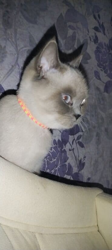 pişik latoku: Britan, Dişi — 1