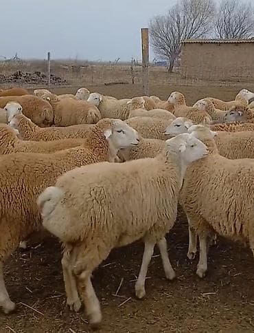 qoyun satşı: Dişi, il: 1, Damazlıq, Pulsuz çatdırılma — 4