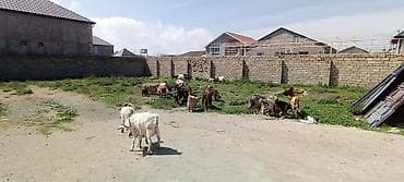 diş şotkası: Sürü – keçi qarışıq 15 baş Ana keçi qarışıqdı hem Sani hem Heleb — 3