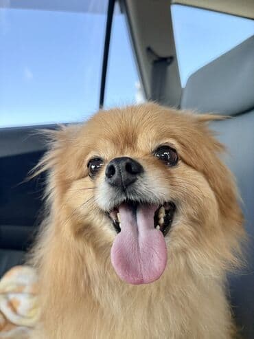 Şpitz, 3 ay, Peyvəndli, Ünvandan götürmə, Ödənişli çatdırılma, Rayonlara çatdırılma