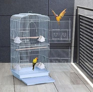 taxta qefes: ✨ Hazır sarı e lquşlarıdanişdirmaq tam rahat olurr satışda! 🐦✨ Parlaq — 8