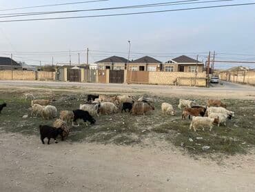 qiz it adlari: Mal-qara: Qoyun-keçi sürüsü - Növlər: Yerli keçi və qoyunlar (qarışıq — 2