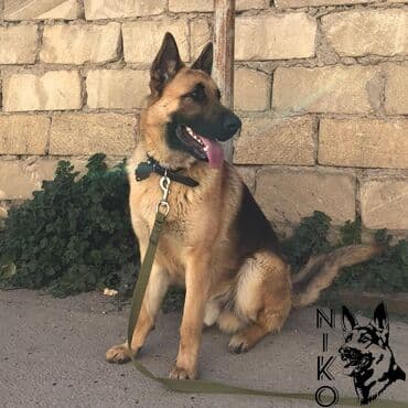 Gəmiricilər: Alman çoban iti, 3 il, Erkek, Ünvandan götürmə — 4