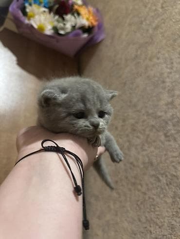 pişik balaları: Şotland, Erkək, Dişi, Yaxşı əllərə, Ünvandan götürmə, Ödənişli çatdırılma — 6