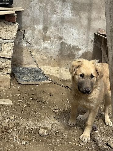 pekines itləri: Qafqaz çoban iti, 6 ay, Dişi, Peyvəndli, Ünvandan götürmə — 4
