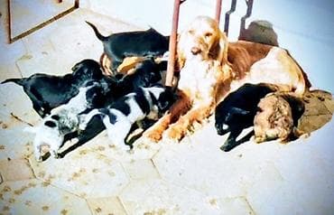 Gəmiricilər: Koker spaniyel, 2 ay, Ödənişli çatdırılma — 6