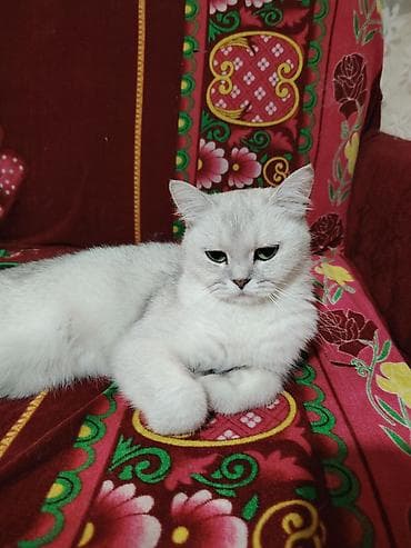 ev heyvan: Şinşilla, Dişi — 2