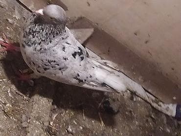 turac quşu: Ağ əbrək qızğın ərkəydi uçan quşdu — 2