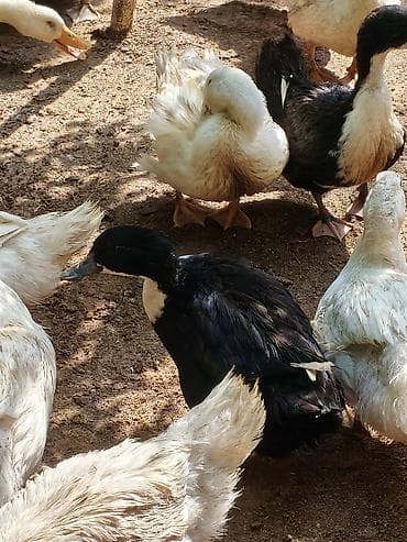 afcarka balasi erkey: PEKİN ÖRDƏYİ XORUZ FƏRƏAĞ LAL ÖRDƏK XORUZ FƏRƏKAYUQA ÖEDƏKLƏRİ — 6