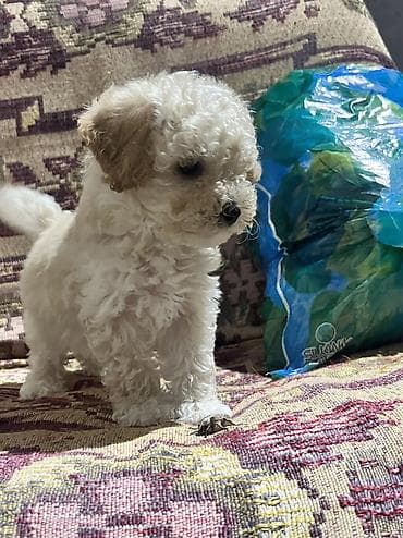 Pudel, 2 ay, Dişi, Peyvəndli, Pulsuz çatdırılma