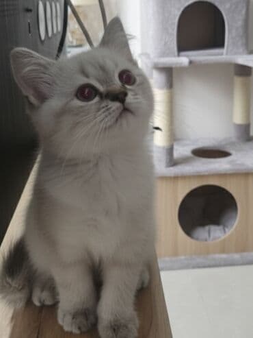 rus mavisi pişik satışı: Britan — 1