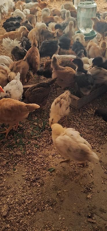 karella quş: Toyuq cücələri, Damazlıq — 6