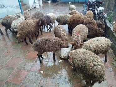 qala qoc: Quzular 20 quzudu 10 erkek 10 dişi kom 225 lə tek tek seçib götürənə — 2