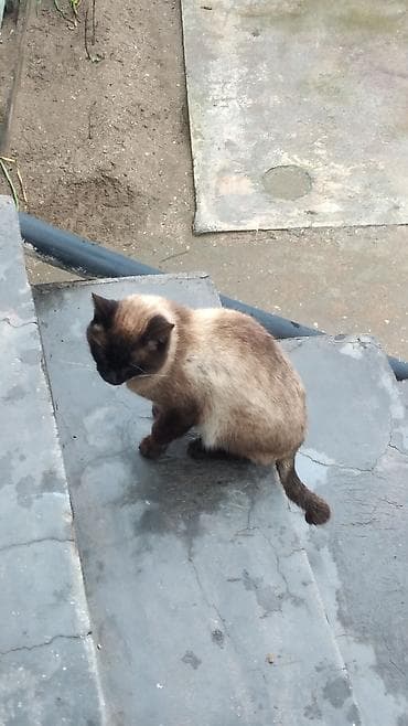 pisik almaq: Siam — 3