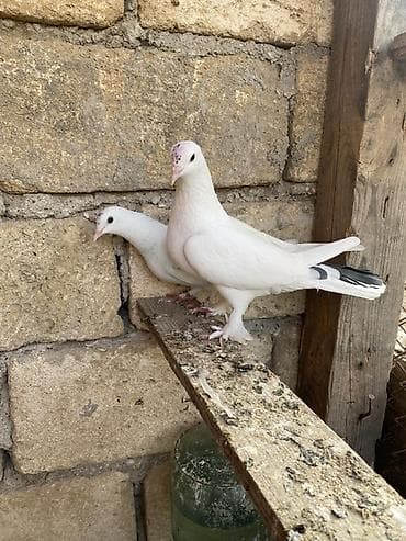 feniks quşu: Hazır cütdüler erkey badam leleydi maya çılpaq dı tutulmadı ikside — 1