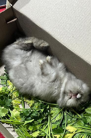 pitbul balaları: 🐰Dekorativ Lionhead bala dovsanlar 1 ayliq saglam, aktiv ve cox sirin — 2