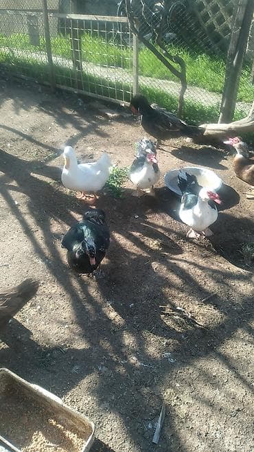 itlerin satisi 2018: Kuban ördək balaları.Amerkan sortu qəhvəyi - Növ: musk (indo) ördəyi — 3