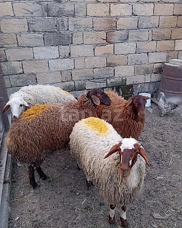 Qoyun sürüsü – 4 baş - Cins: yerli qarayala/qaragül tipli qarışıq ana