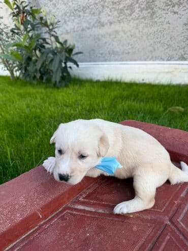 avcarka balası: Alman çoban iti, 1 ay, Erkek, Ünvandan götürmə — 2