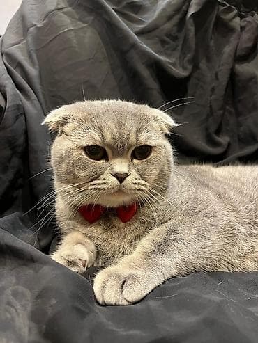 pisiy cantasi: Şotland yastı qulaq — 2