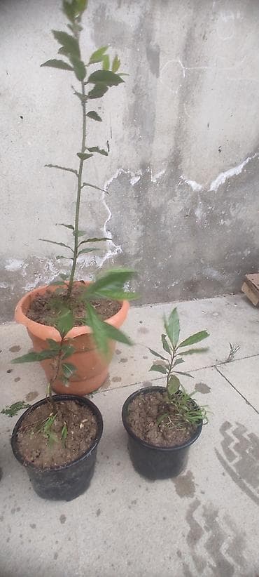 ciledagi bitkisi: Dəfnə ağacı (Laurus nobilis) – ətirli, keyfiyyətli və məhsuldar sort — 2