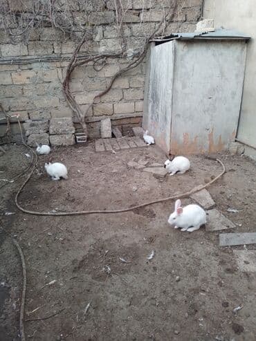 Gəmiricilər: Balacalar 7manat.yekeler 15 manat.unvan zig kendi — 1