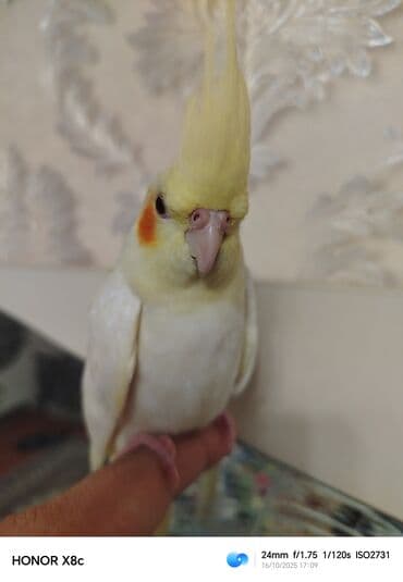 geref quşu: Nymph paraket (kokatiel) – sarı/albino rəng çaları, yanaqlarda narıncı — 6