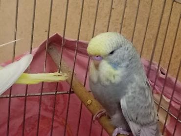 Çex tutuquşu balaları 2 aylıqdırlar təcili satıldığına görə bu qiymətə