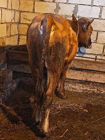 inek: Saxlamalı erkey dana — 2