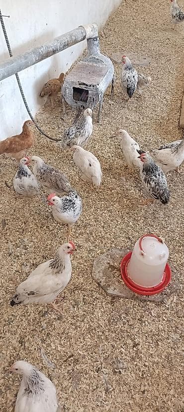 ucuz toyug: Məhsul: Yerli toyuqlar (yumurta və ət istiqamətli gənc quşlar) — 2