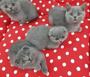 pişim: Şotland — 2