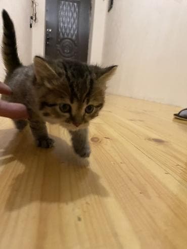 pişik qabı: Britan, Erkək, Yaxşı əllərə — 3