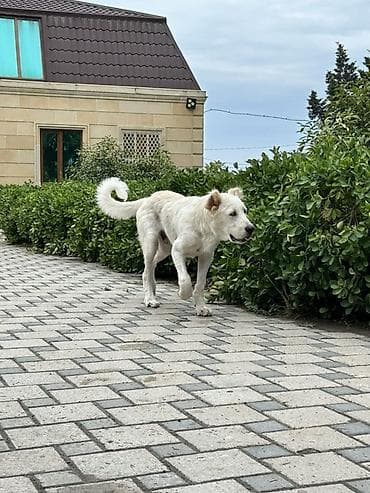 Alabay, 2 il, Erkek, Peyvəndli