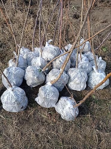 gul ekmek ucun torpaq: Meyvə ağacı tingləri – açıq kök/top torpaqla • Növlər: müxtəlif meyvə — 3