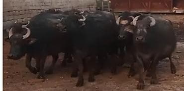tap.az quba heyvanlar: 20 ədəd boğaz Camış,2-ci,3-cü qarındı — 2